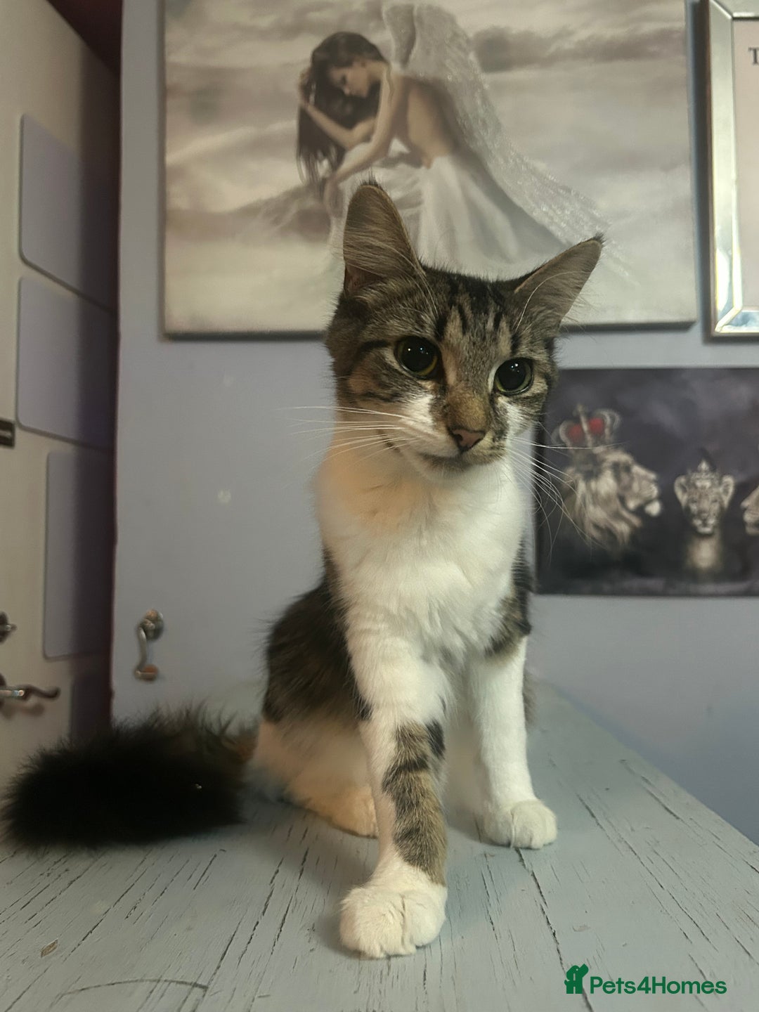 Mixed Breed cats for sale: Two females soCute 🥰  - Advert 2