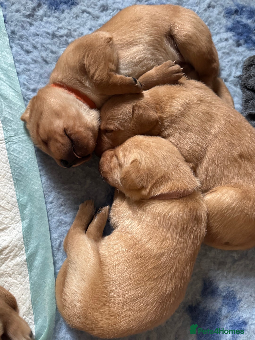 Labrador Retriever dogs for sale: 9 KC Registered Fox Red Labrador Puppies  - Image 14