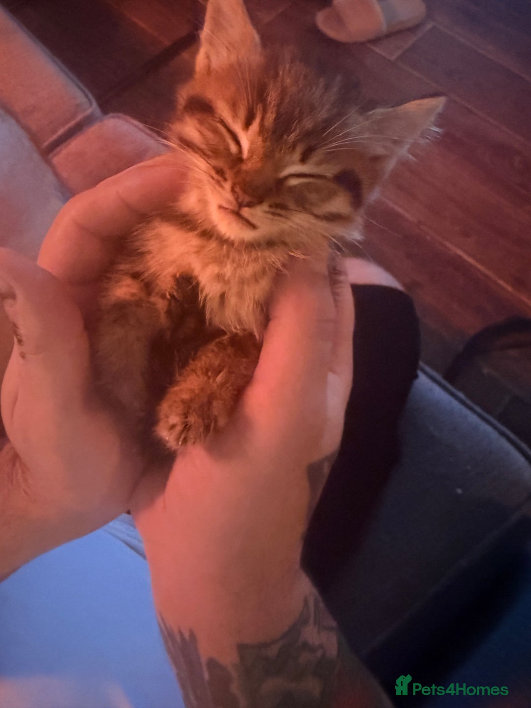 Mixed Breed cats for sale: 4x Himalayan x marble bengal x. Free 4w insurance  - Image 6