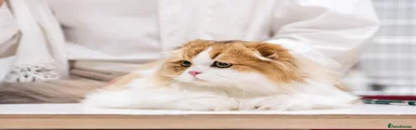 Scottish Fold Longhair boy
