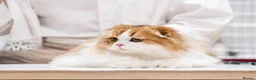 Scottish Fold cats for sale: Beautiful show quality scottish fold boys - Advert 14