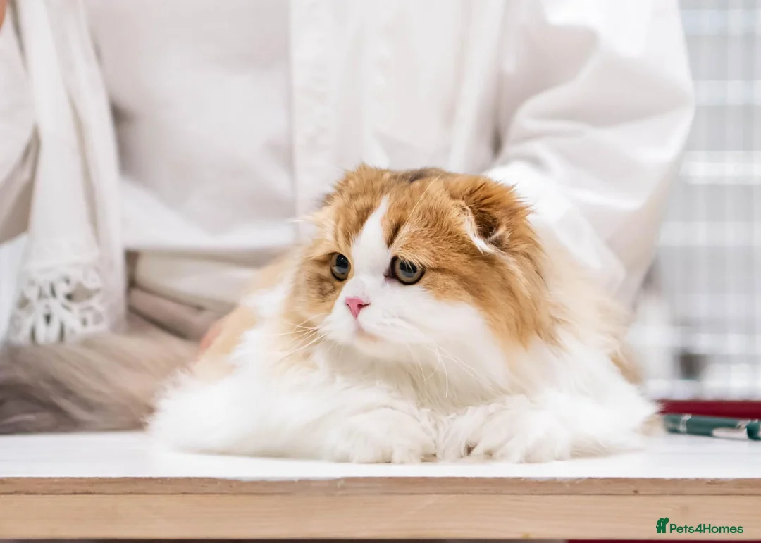 Scottish Fold cats for sale: Beautiful show quality scottish fold boys - Advert 14
