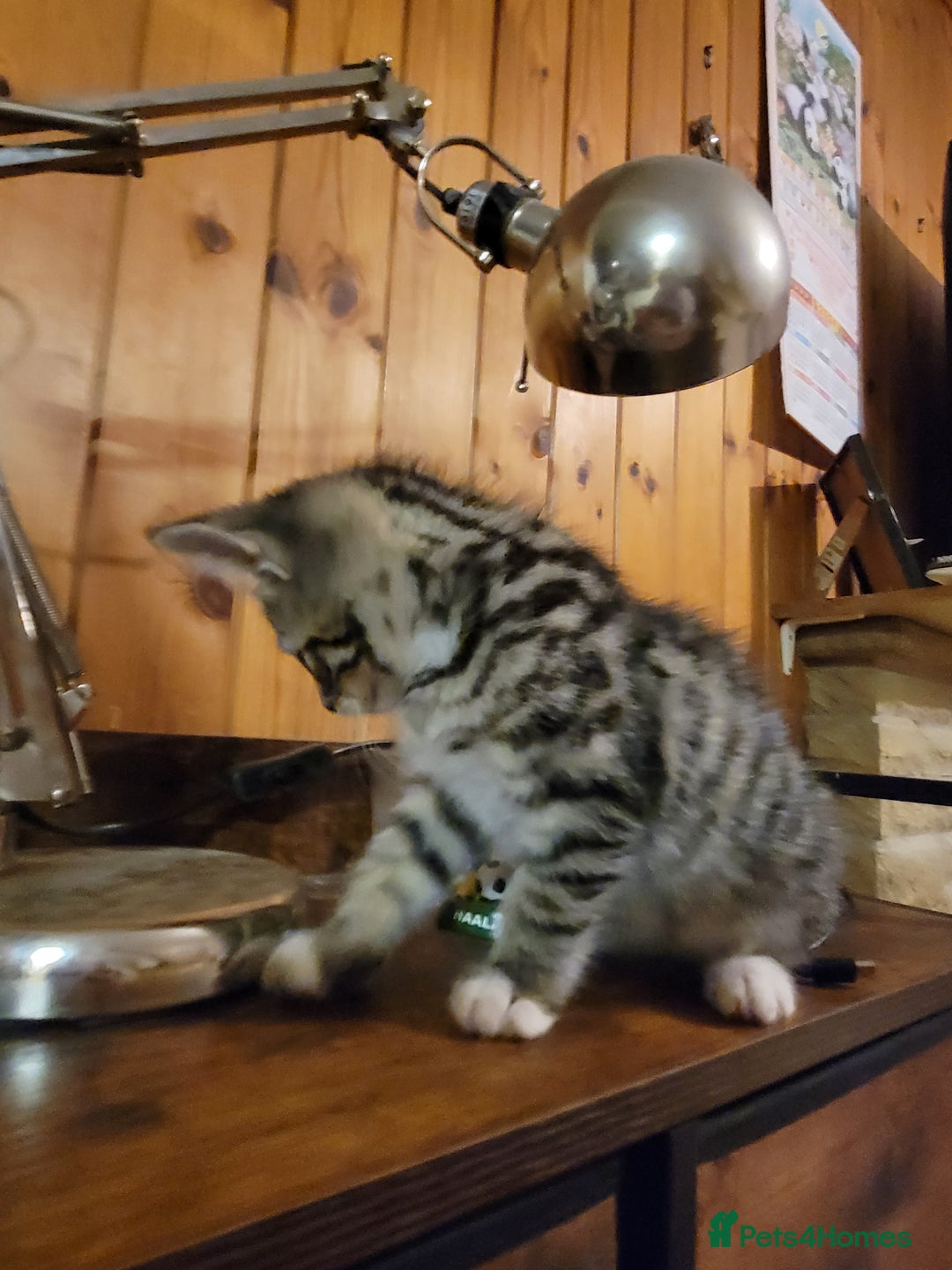 Mixed Breed cats for sale: 2 boys and 1 girl - Image 19