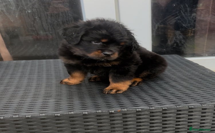 Rottweiler dogs  Rottweiler pups ready for there forever home.  - Advert 1