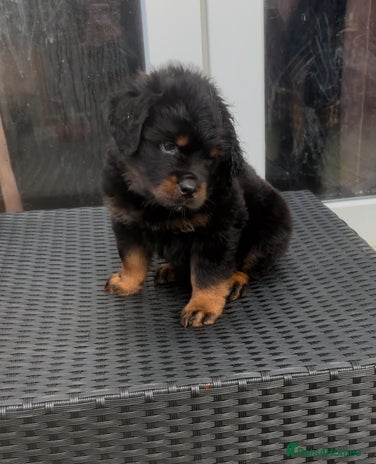 Rottweiler dogs Rottweiler pups ready for there forever home. - Advert 1