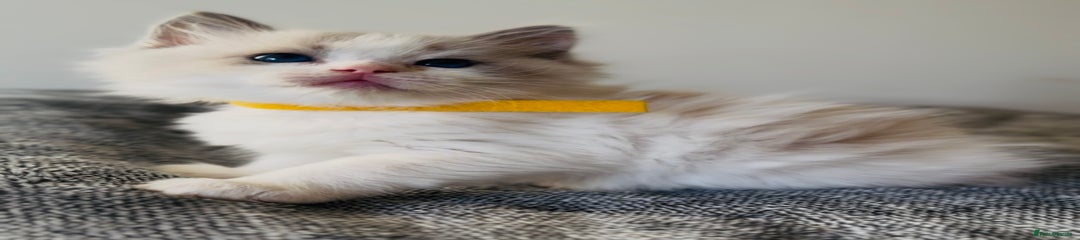 Ragdoll Kitten 4