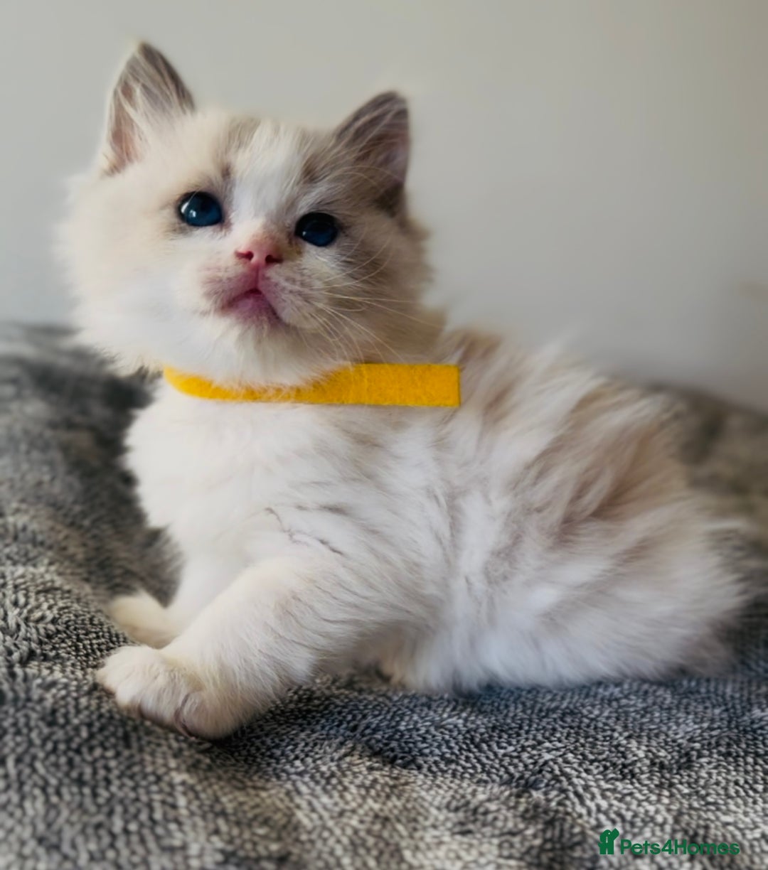 Ragdoll cats for sale: Stunning full pedigree EU Ragdoll kittens  - Image 7