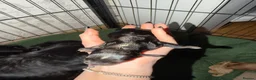 Cocker Spaniel dogs for sale: Gorgeous Cocker Spaniel puppies.  - Advert 38