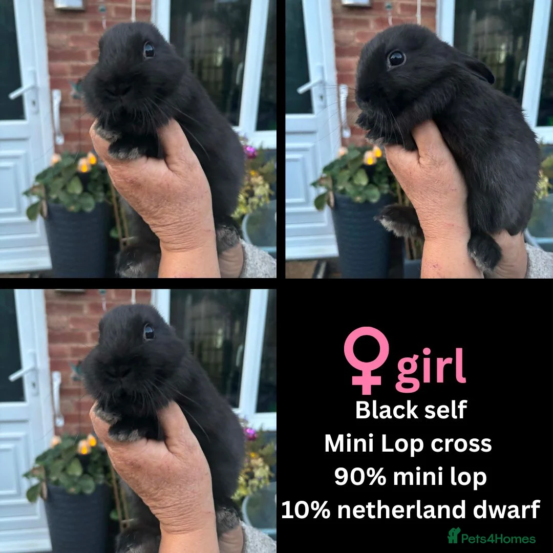 Mixed Breed rabbits for sale: Orange Mini lop + Mini lop cross black orange  - Advert 40