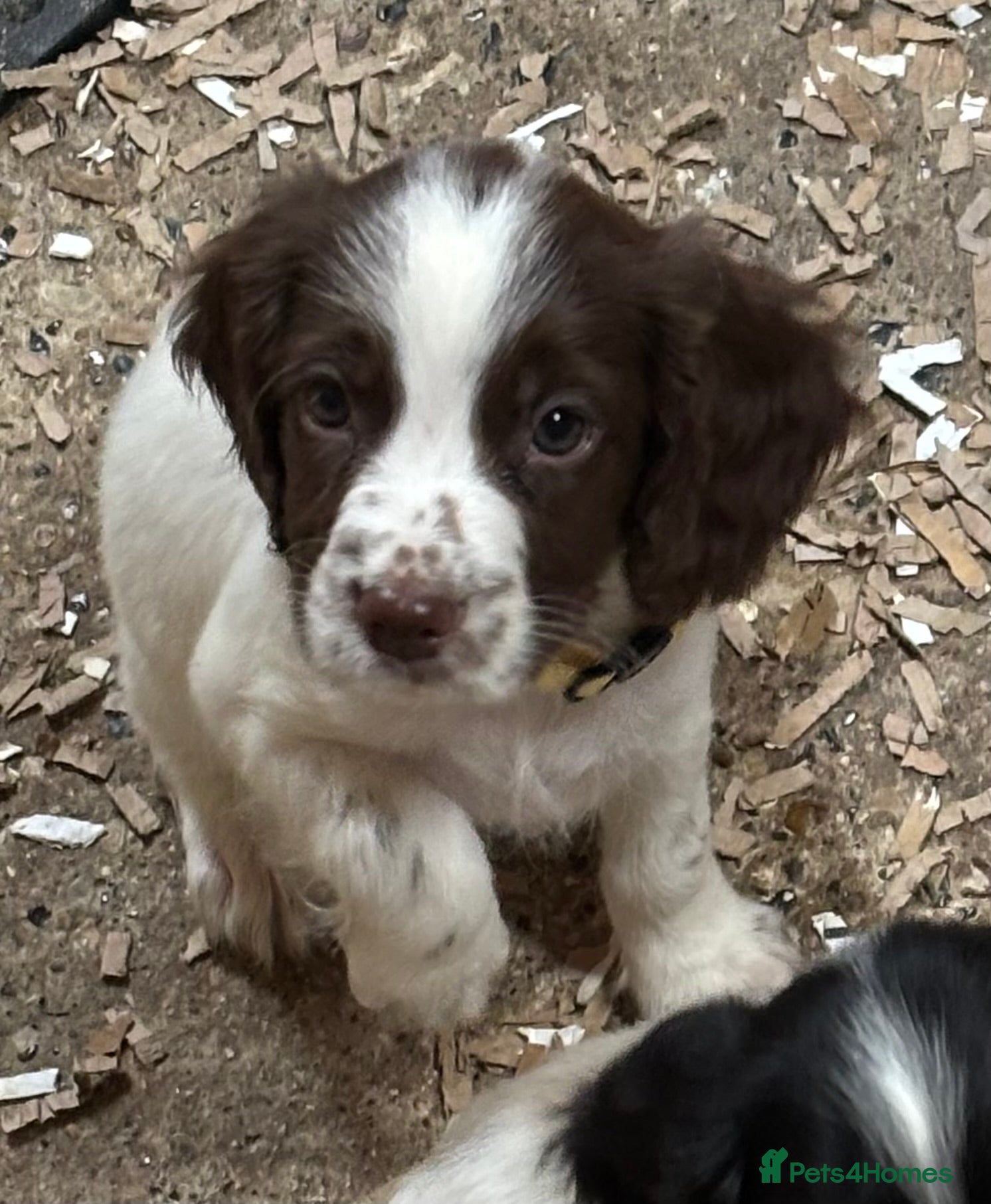 English Springer Spaniel dogs **Springer Spaniel puppies** 2 remaining - Advert 3