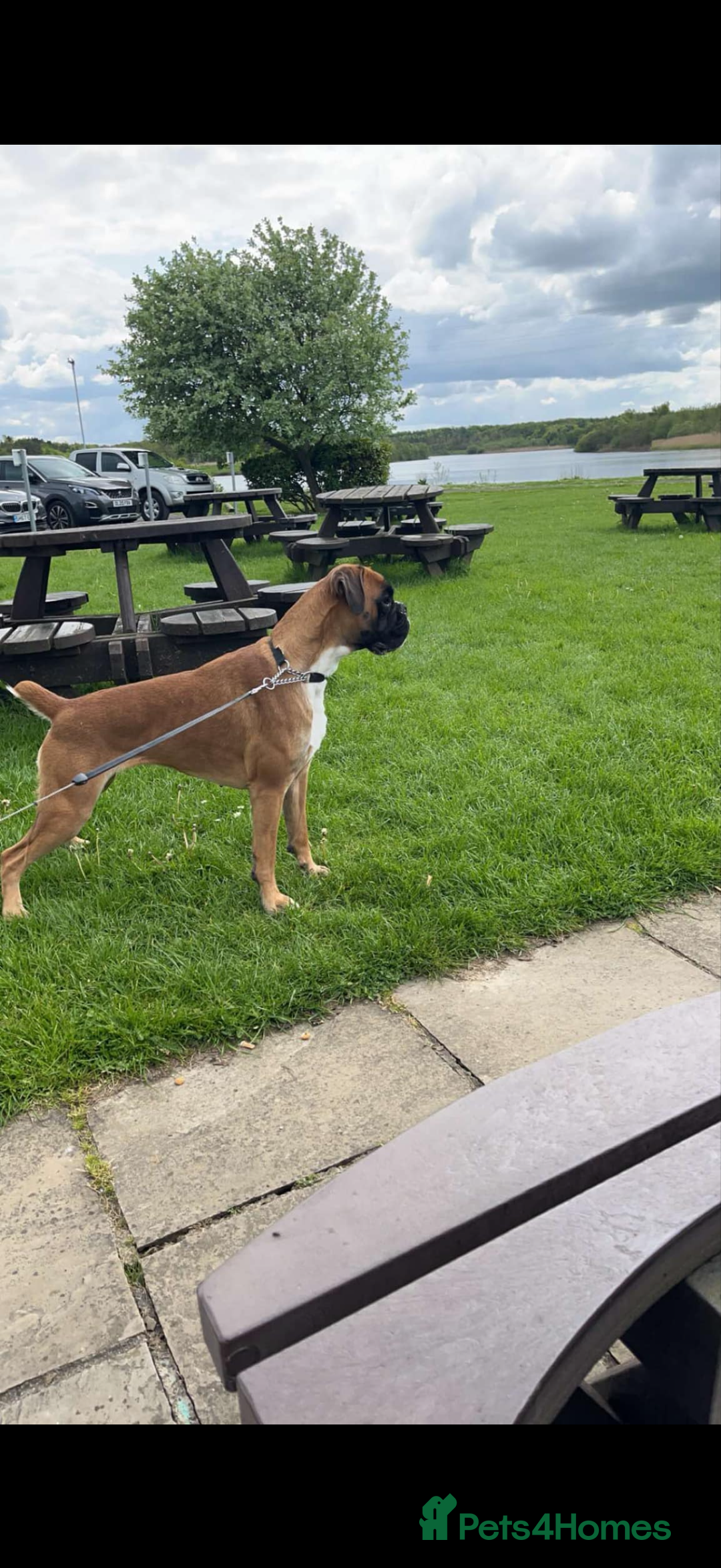 Boxer dogs for sale: Boxer bitch in need of loving home - Advert 4