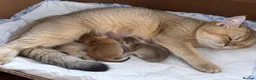 British Shorthair cats for sale: BSH GCCF NY25 golden chinchilla boys kittens - Advert 3