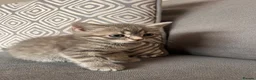 Scottish Fold cats for sale: Scottish and british kittens - Advert 10