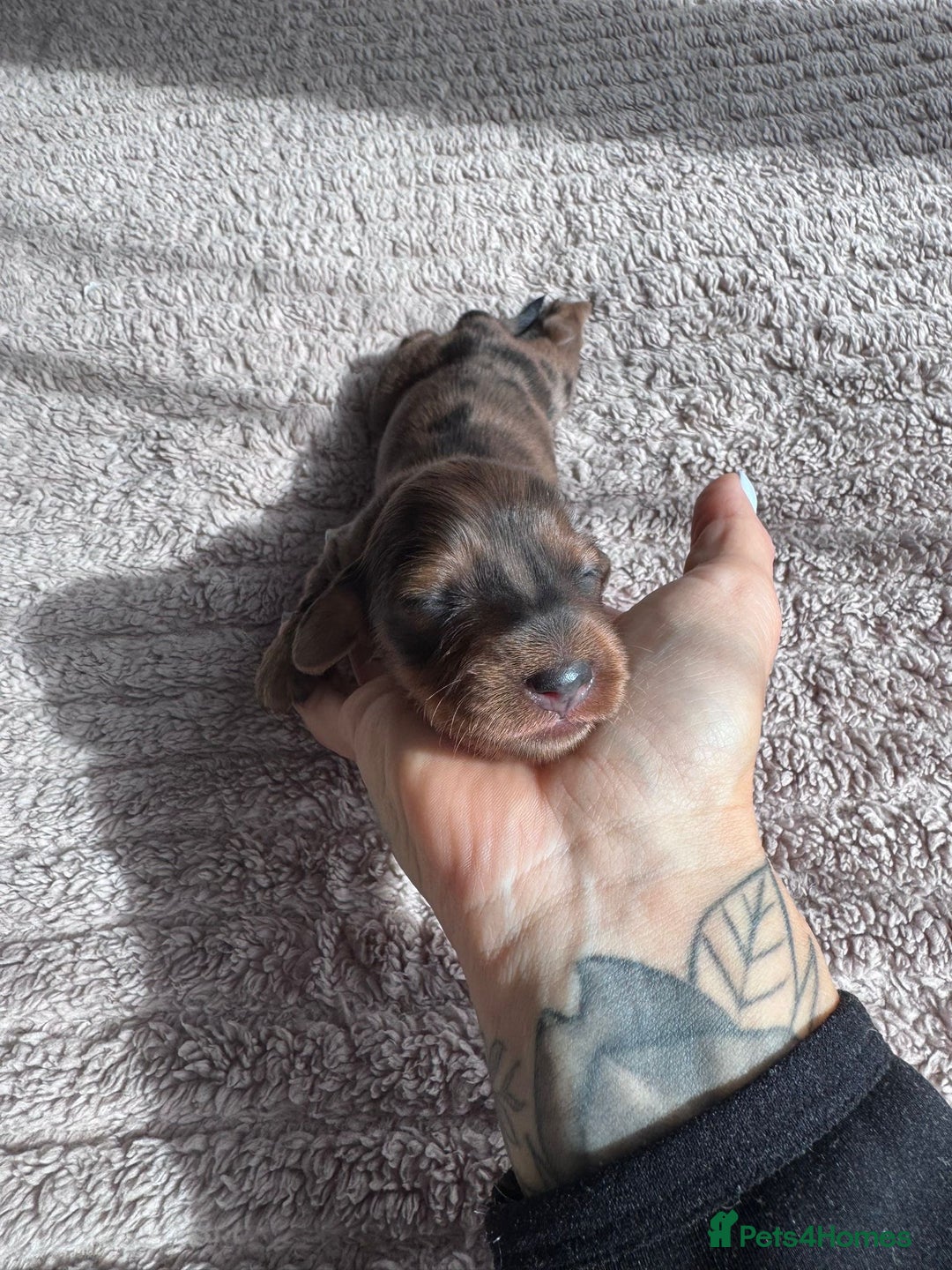 Miniature Dachshund dogs for sale: Miniature long-haired dachshunds - Image 16