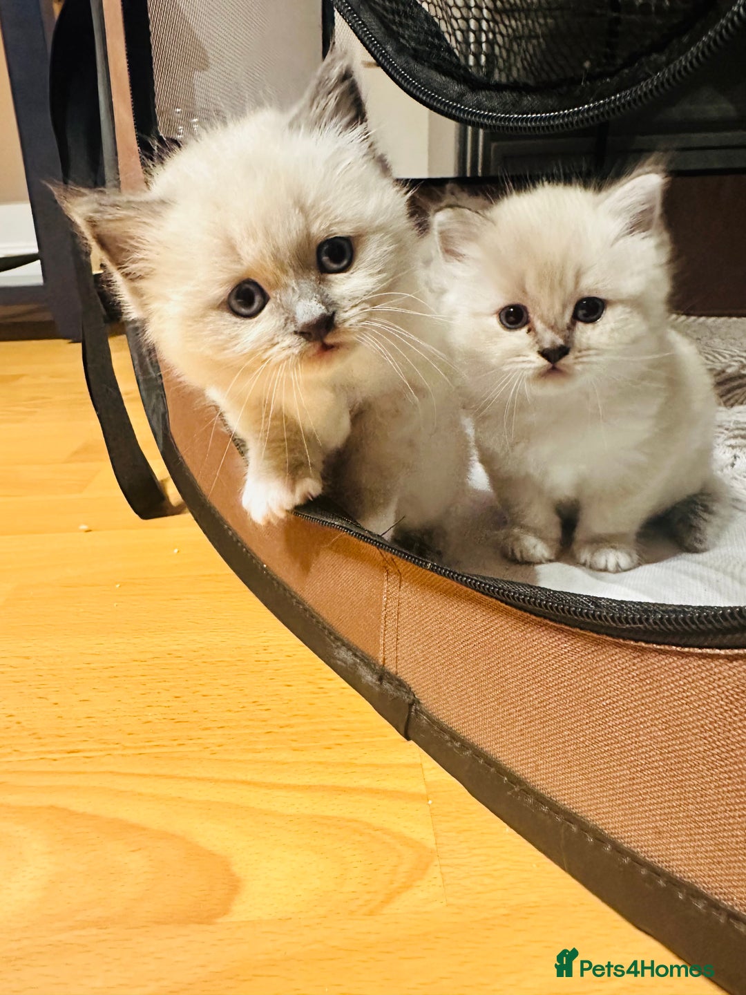 Siberian cats for sale: Neva Masquerade × Ragdoll Kittens – Hypoallergenic - Advert 10