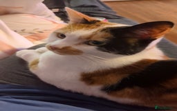 Domestic Shorthair cats for sale: Looking to re-home my nearly 5 year old female cat - Image 3