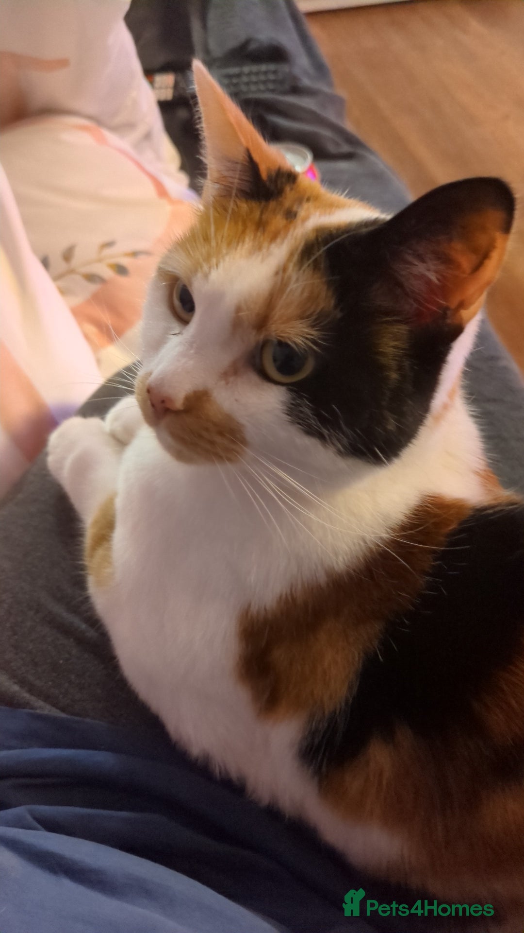 Domestic Shorthair cats for sale: Looking to re-home my nearly 5 year old female cat - Image 3