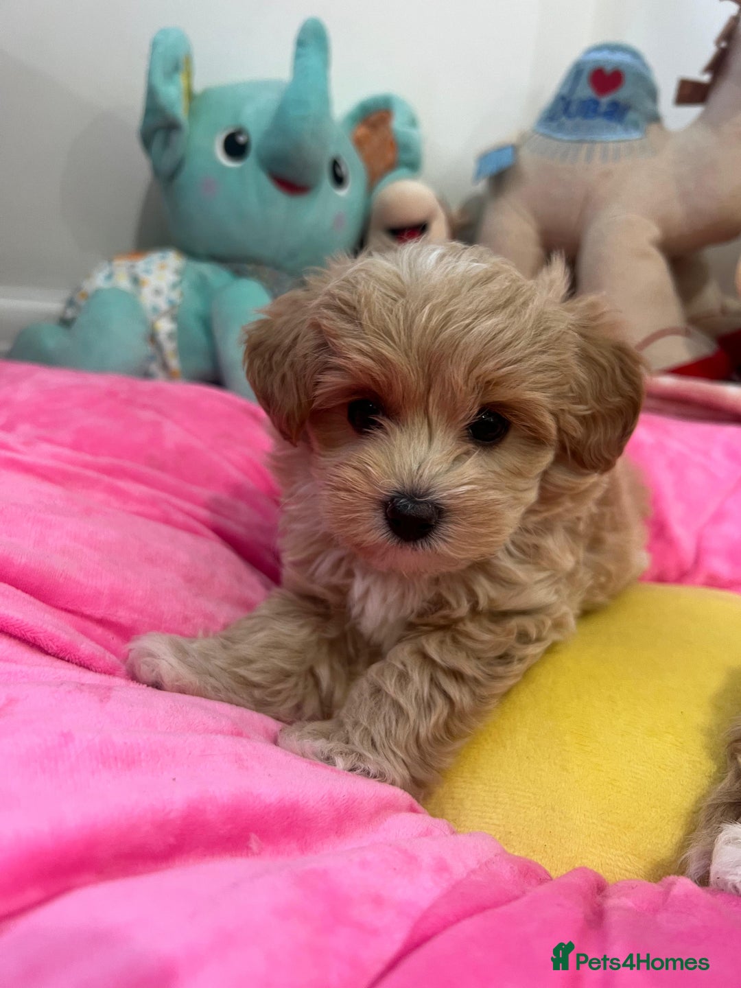 Maltipoo dogs for sale: 🩷Maltipoo F1 Babies🩵 - Image 7