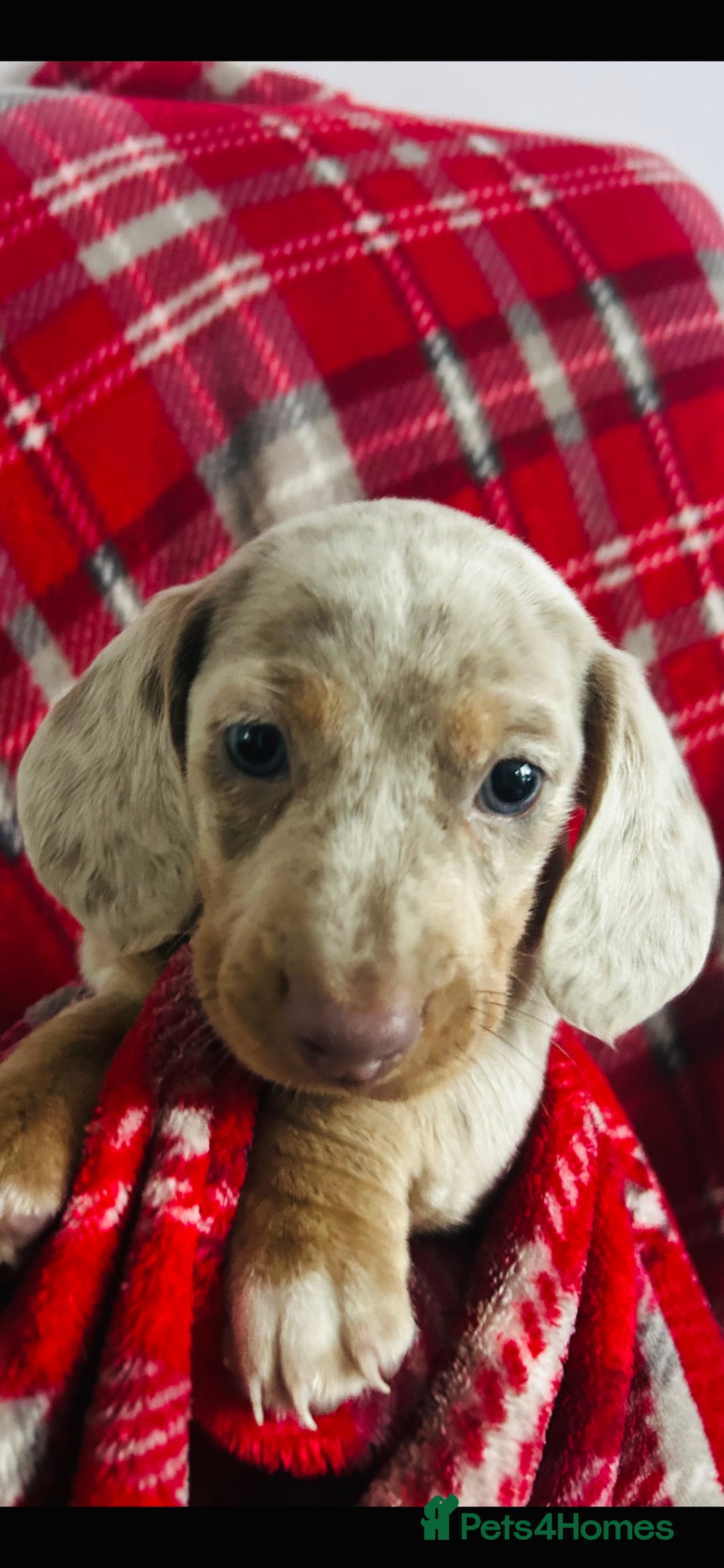 Dachshund dogs for sale: MINIATURE DACHSHUND PUPS FOR SALE  - Image 5