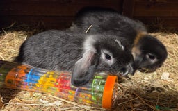 Mini Lop rabbits for sale: 3 Beautiful minilops available 2 males 1 female - Image 13