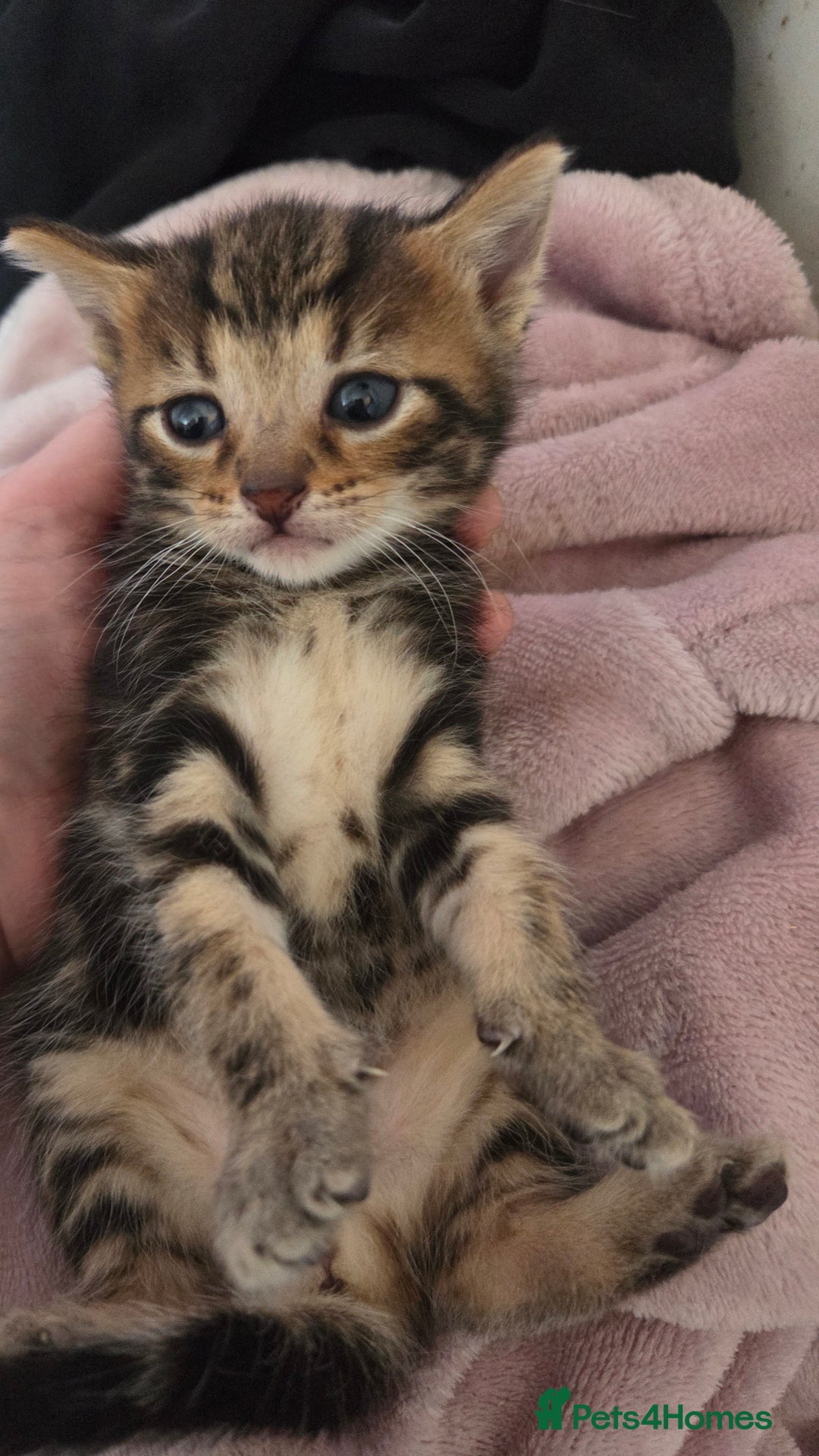Mixed Breed cats for sale: Bengal cross kittens - Image 2