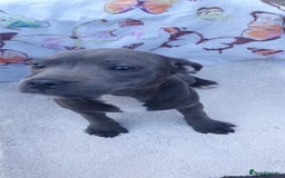 Staffordshire Bull Terrier dogs for sale: KC registeres Staffordshire bull terrier puppies - Image 5
