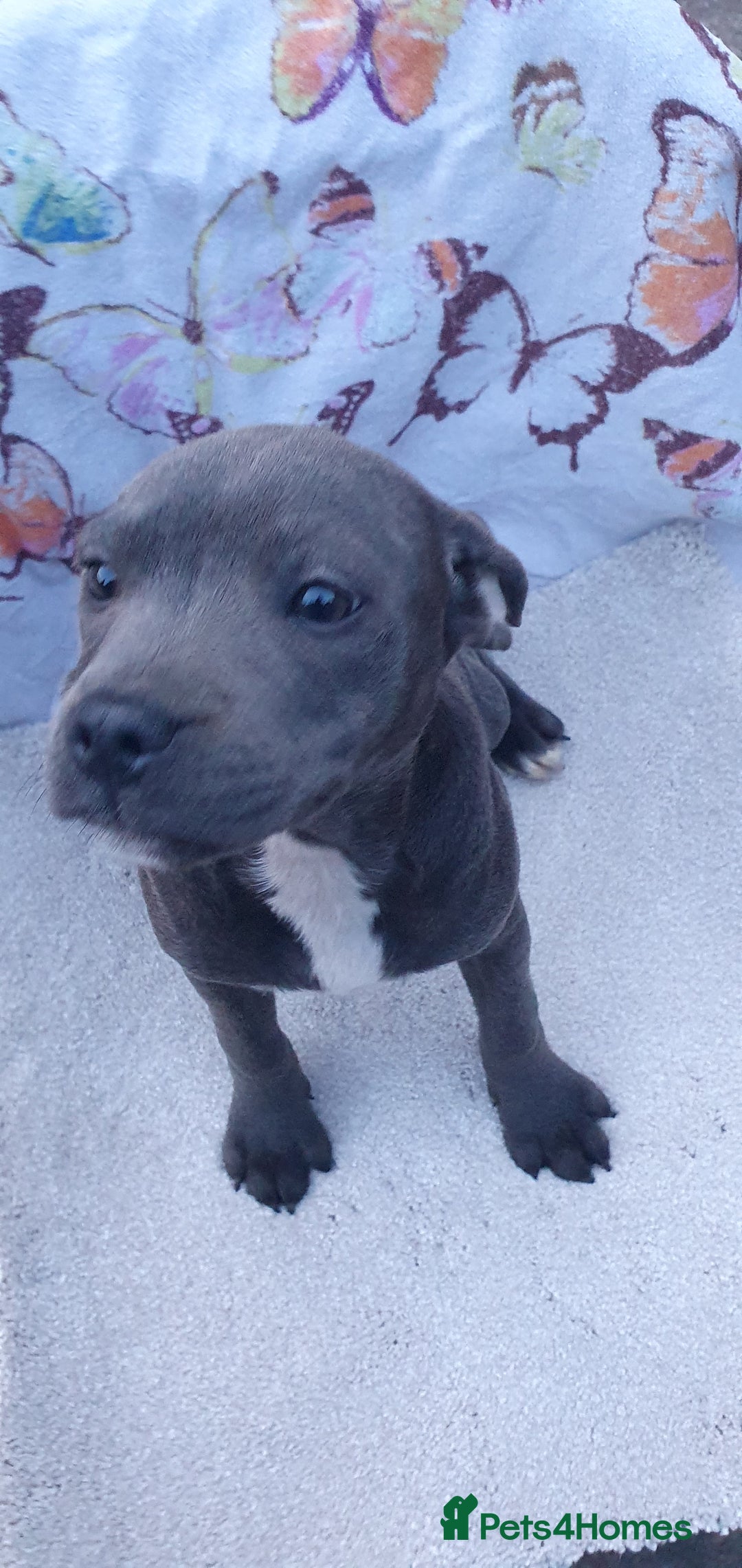 Staffordshire Bull Terrier dogs for sale: KC registeres Staffordshire bull terrier puppies - Image 5