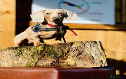 Miniature Dachshund dogs for sale: Miniature Dachsund Smooth Hair - Image 2