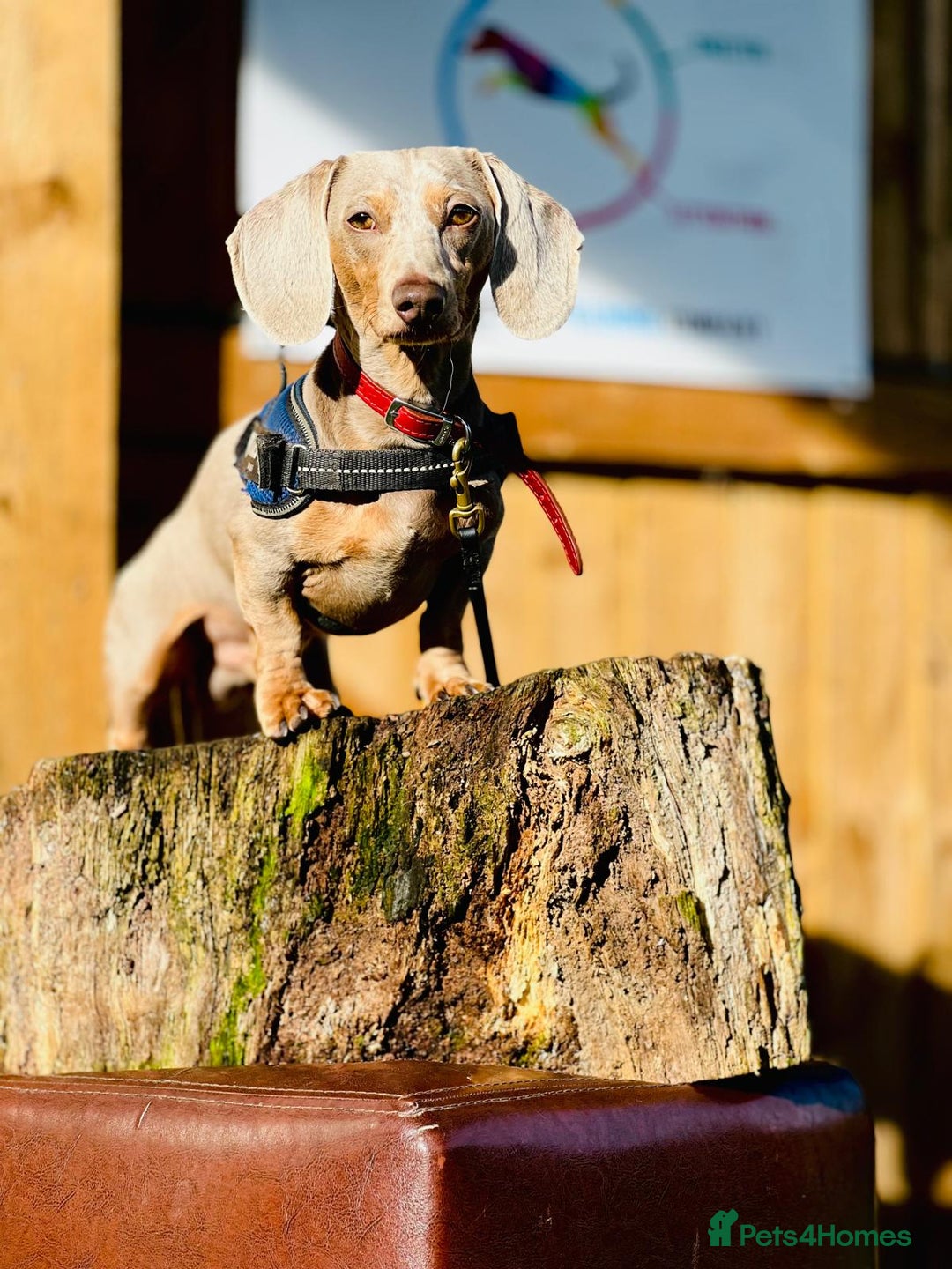 Miniature Dachshund dogs for sale: Miniature Dachsund Smooth Hair - Image 2