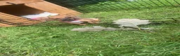 Miniature Dachshund dogs for sale: Miniature dachshund puppy  in Ayr - Advert 8
