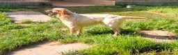 English Setter dogs for adoption: Vinnie in Worthing - Advert 8