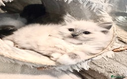 Ragdoll cats for sale: traditional Mitted ragdoll’s - Image 6