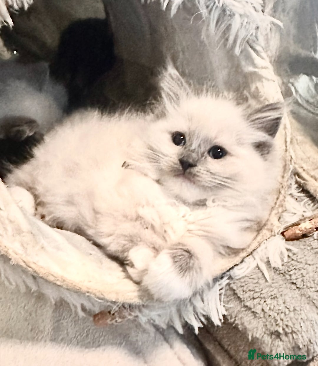 Ragdoll cats for sale: traditional Mitted ragdoll’s - Image 6