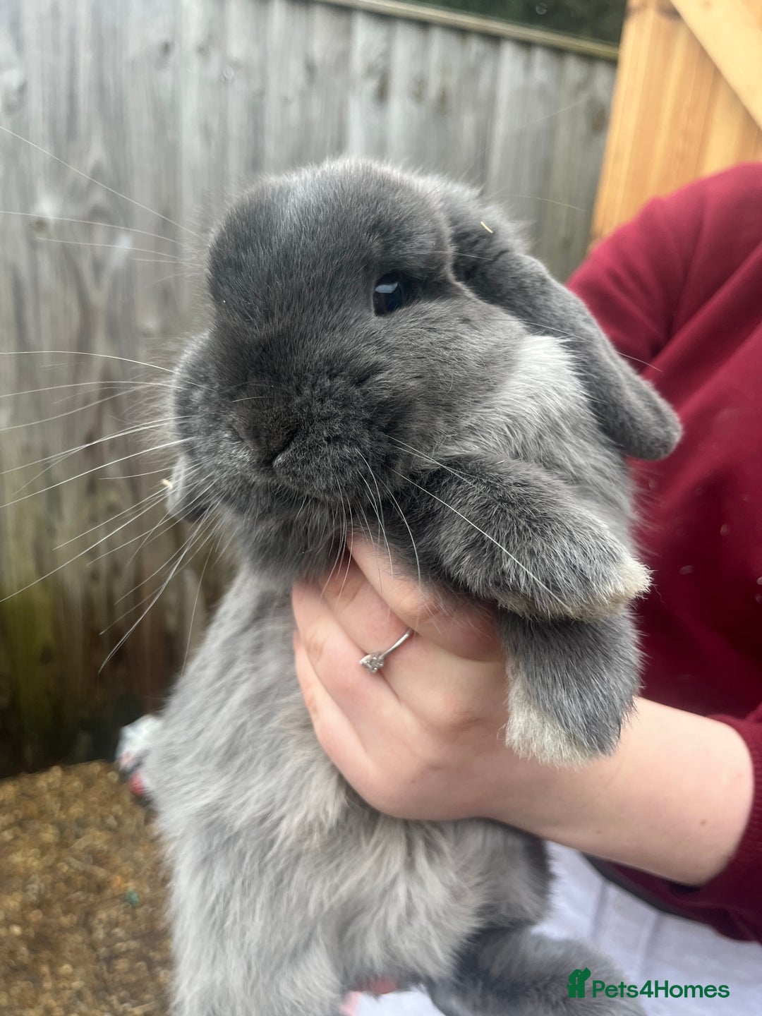 Mini Lop rabbits for sale: mini lop for sale  - Advert 4