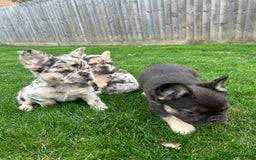 French Bulldog dogs for sale: 4 French bulldog puppies  - Image 13