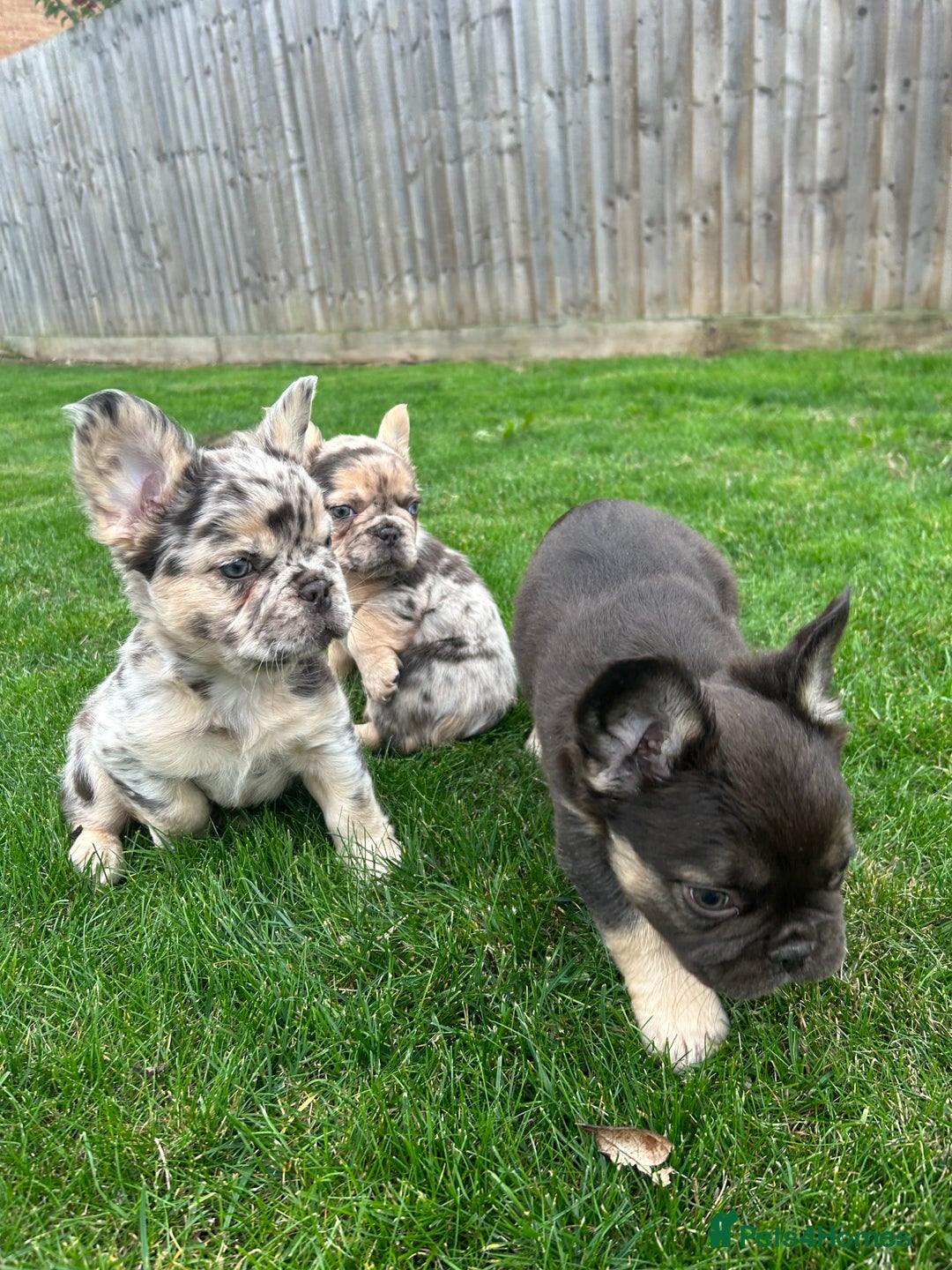 French Bulldog dogs for sale: 4 French bulldog puppies  - Image 13
