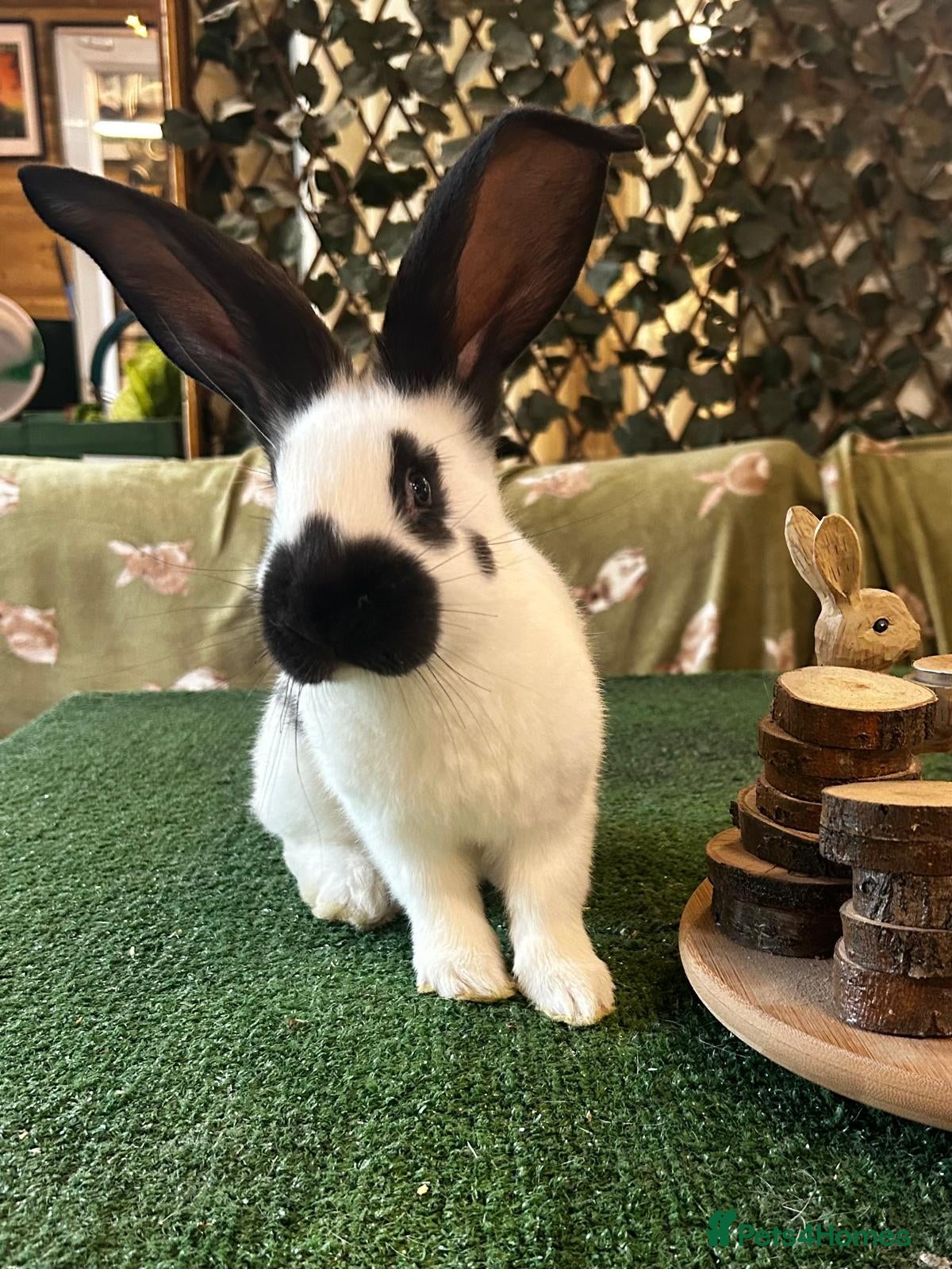 Continental Giant rabbits Giant Papillon babies - Advert 14