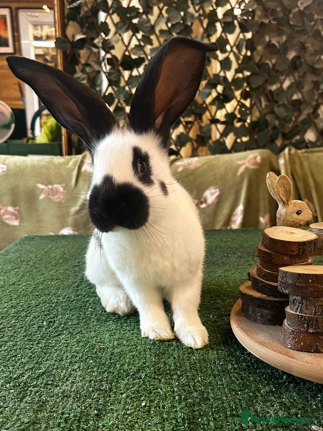 Continental Giant rabbits for sale: Giant Papillon babies - Advert 1