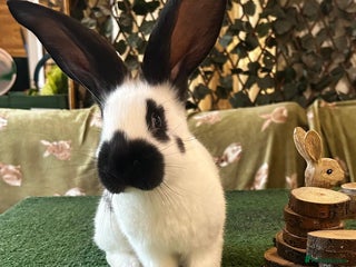 Continental Giant rabbits Giant Papillon babies - Advert 1