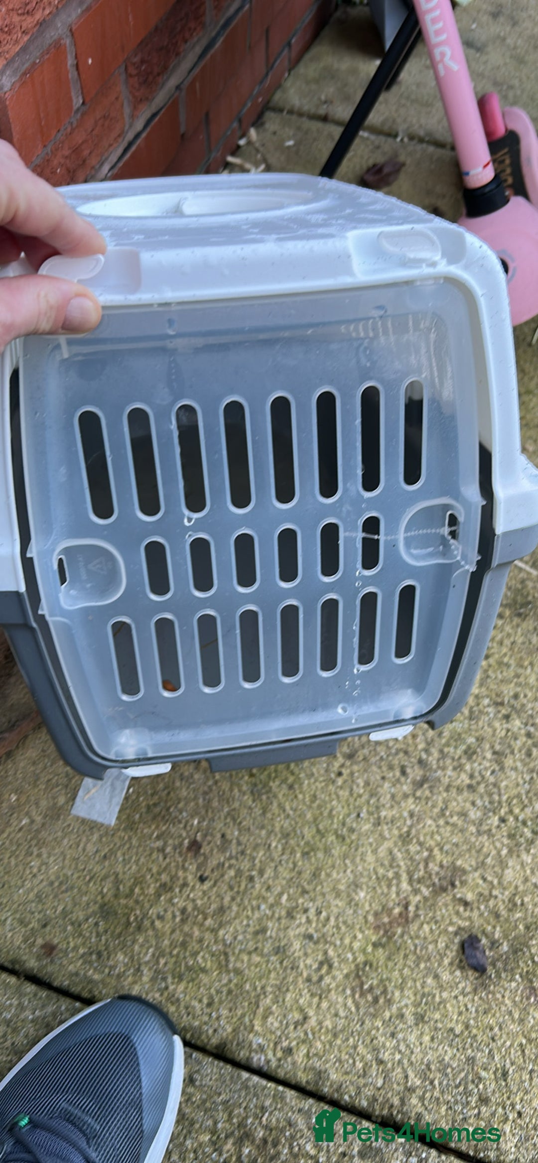 Lionhead rabbits for sale: 2 x Male Lion Rabbits with cage, all accessories  - Advert 9