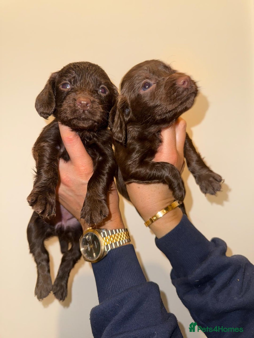 Cocker Spaniel dogs for sale: Working cocker spaniel puppies - Advert 12