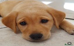 Labrador Retriever dogs for sale: 2 beautiful laborador puppies  - Image 1