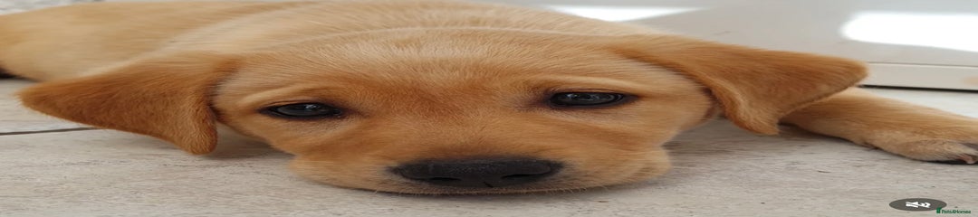 Labrador Retriever Puppy 2