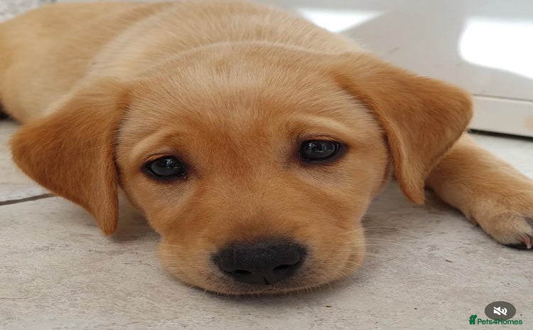 Labrador Retriever dogs - Advert 4