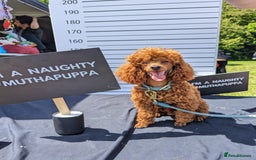 Miniature Poodle dogs for stud: Stunning proven KC health tested Red Stud in Reading - Image 5