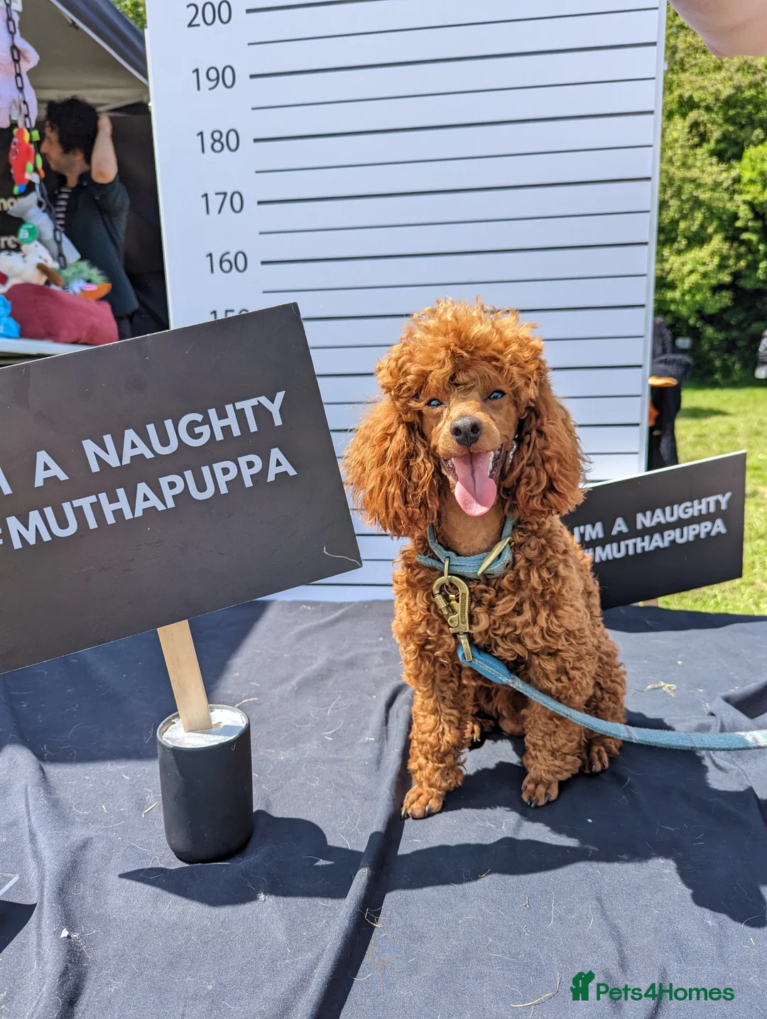 Miniature Poodle dogs for stud: Stunning proven KC health tested Red Stud in Reading - Advert 6