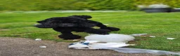 Miniature Poodle dogs for sale: Kc registered, quality miniature poodles - Advert 10