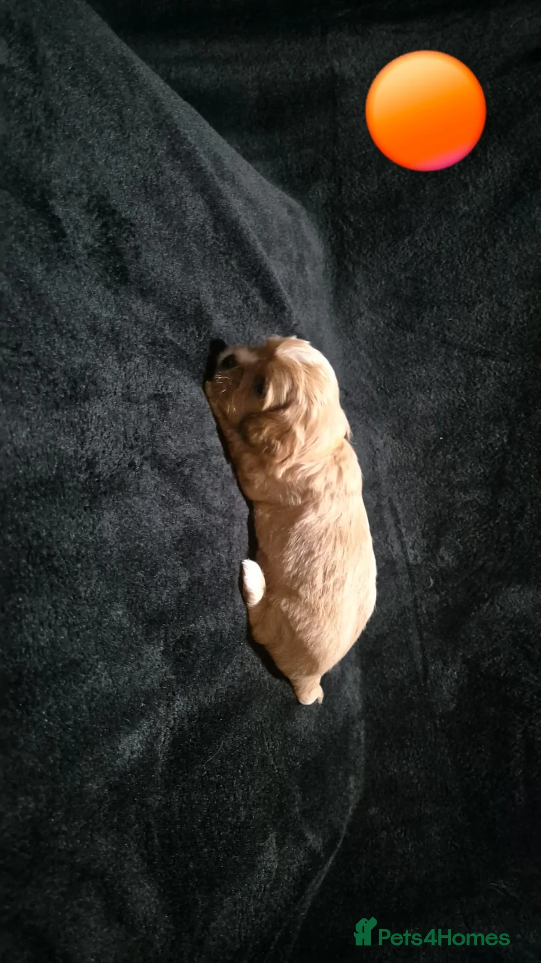 Mixed Breed dogs for sale: Cava tzu puppies - Advert 11