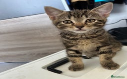 Mixed Breed cats for sale: REDUCED & READY NOW BSH x Tabby kittens  - Image 18
