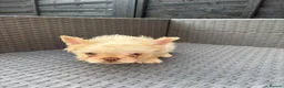 French Bulldog dogs for sale: REDUCED FlOODLE /French bulldogs - Advert 25